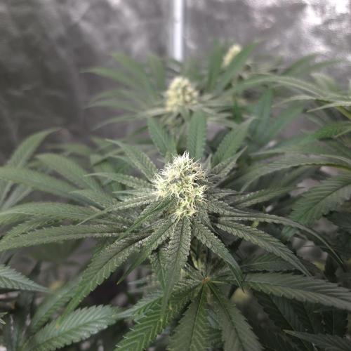 Black Badazz F1 regular. Week 10