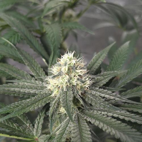 Black Badazz F1 regular. Week 10