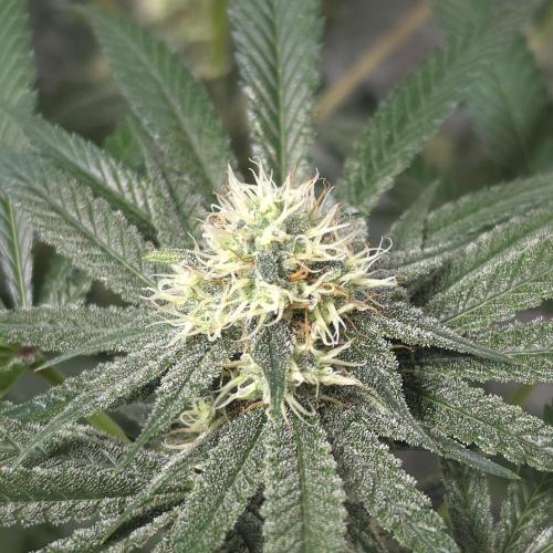 Black Badazz F1 regular. Week 10