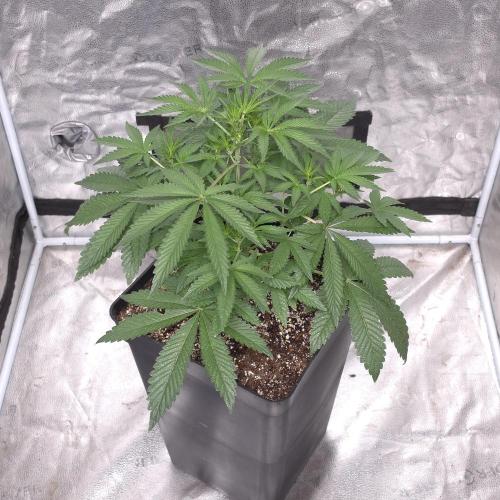 King Cartier 12/12. Week 5