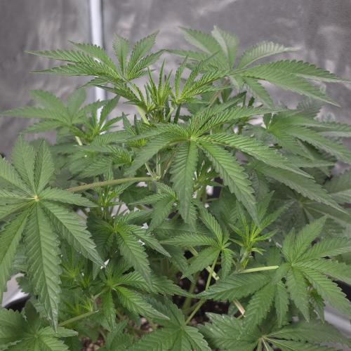 King Cartier 12/12. Week 5