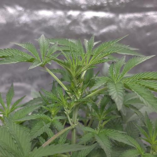 King Cartier 12/12. Week 5
