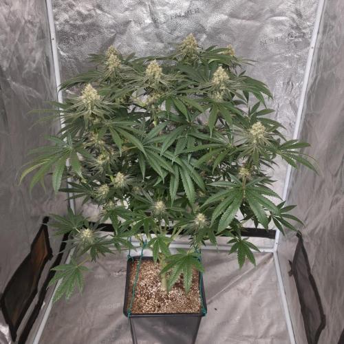Black Badazz F1 regular. Week 11