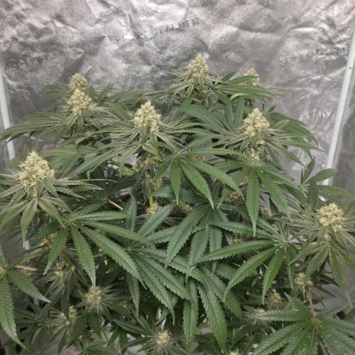 Black Badazz F1 regular. Week 11