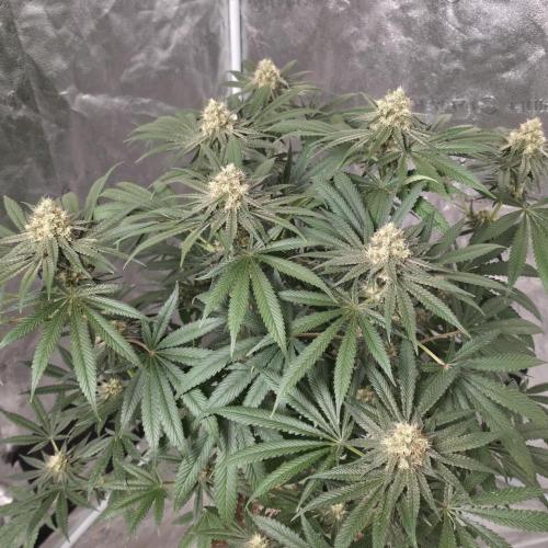 Black Badazz F1 regular. Week 11