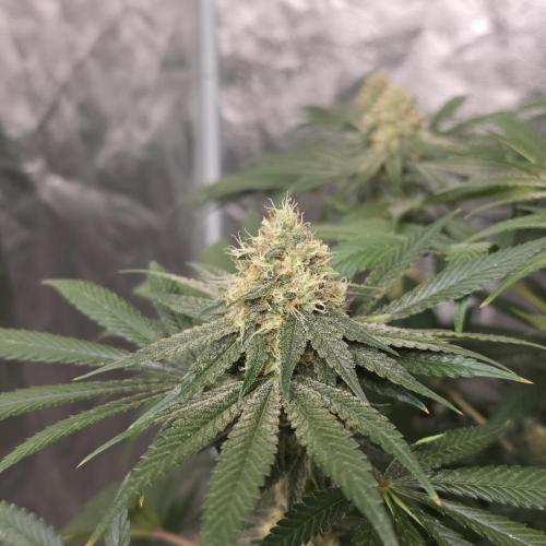 Black Badazz F1 regular. Week 11