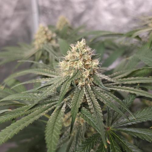 Black Badazz F1 regular. Week 11