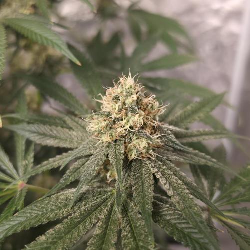 Black Badazz F1 regular. Week 11