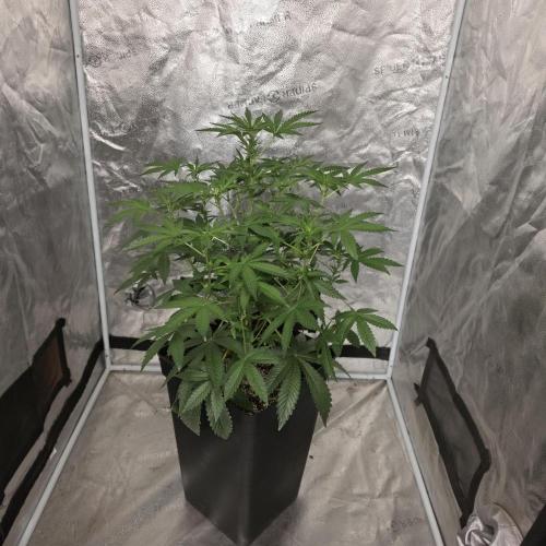 King Cartier 12/12. Week 6