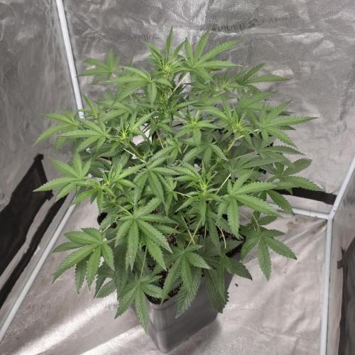 King Cartier 12/12. Week 6