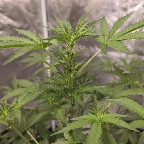 King Cartier 12/12. Week 6