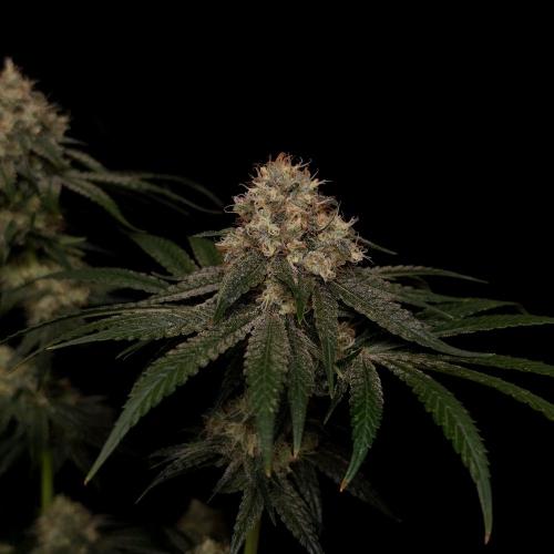 Black Badazz F1 regular. Week 12