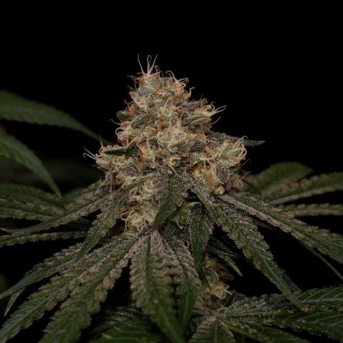 Black Badazz F1 regular. Week 12