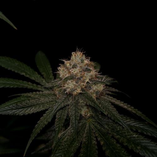 Black Badazz F1 regular. Week 12