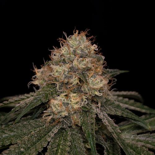 Black Badazz F1 regular. Week 12