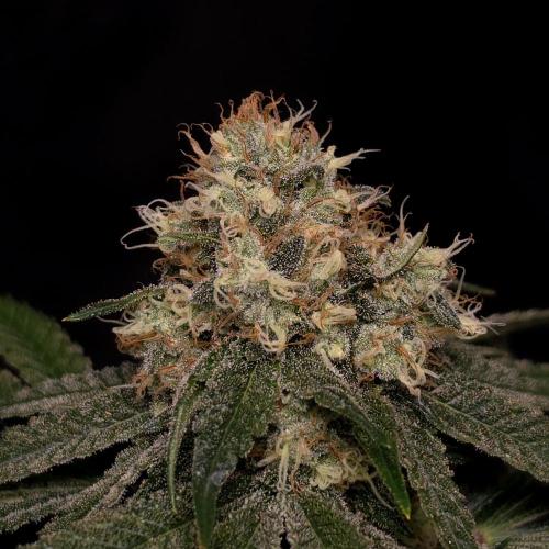 Black Badazz F1 regular. Week 12