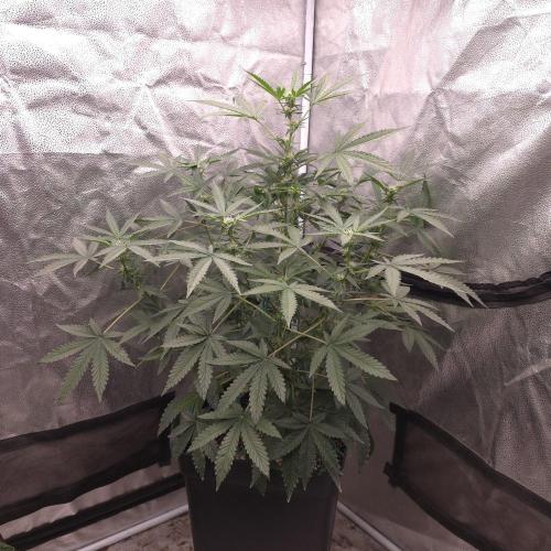 King Cartier 12/12. Week 7