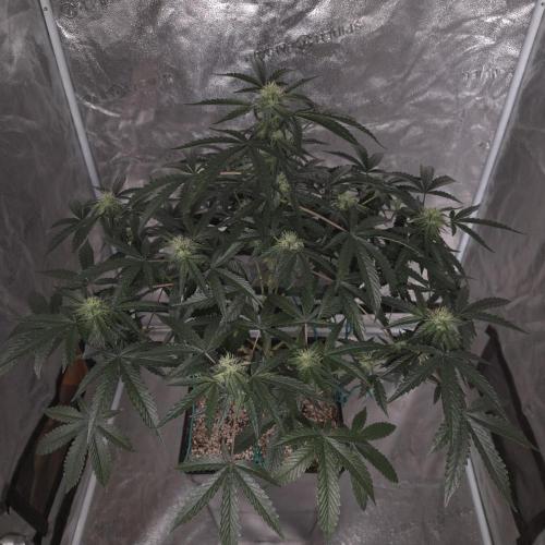 King Cartier 12/12. Week 8