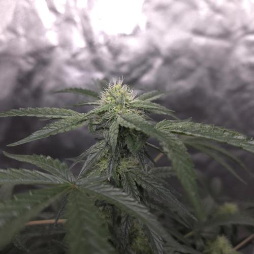 King Cartier 12/12. Week 8