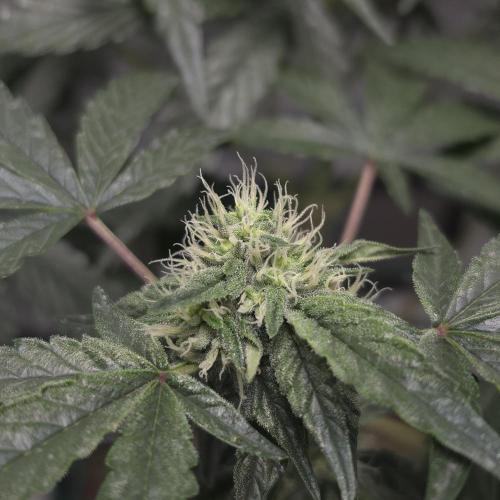 King Cartier 12/12. Week 8