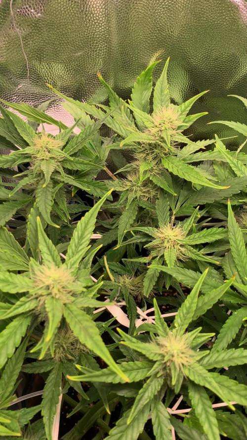 Syrup Sisters (1st grow)