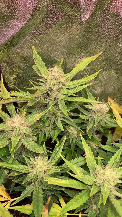 Syrup Sisters (1st grow)