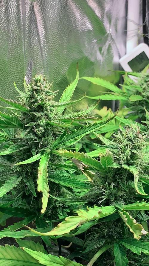 Syrup Sisters (1st grow | 50 W)