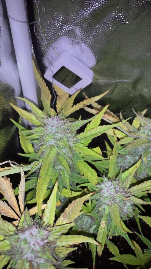 Syrup Sisters (1st grow | 50 W)