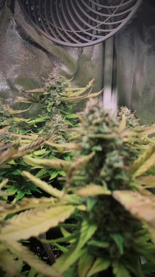 Syrup Sisters (1st grow | 50 W)
