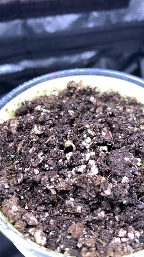 Canna-Cheese 1:1 microgrow. Week 0