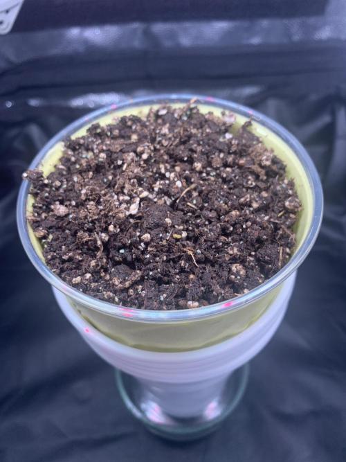 Canna-Cheese 1:1 microgrow. Week 0