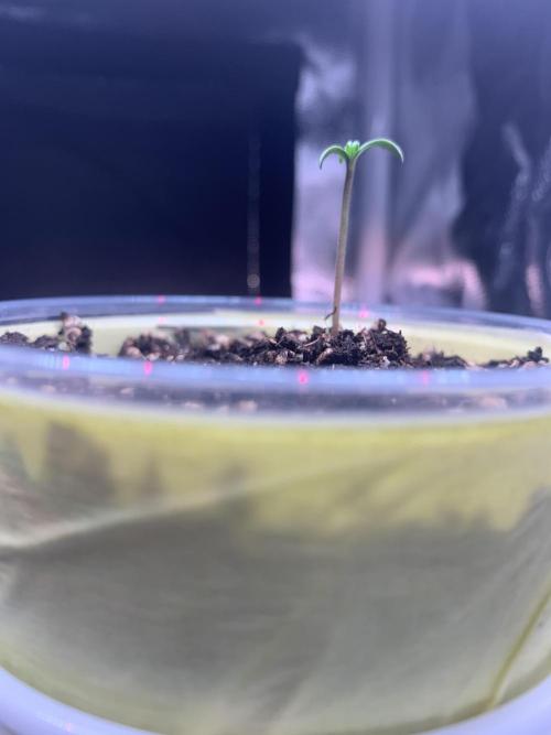 Canna-Cheese 1:1 microgrow. Week 1