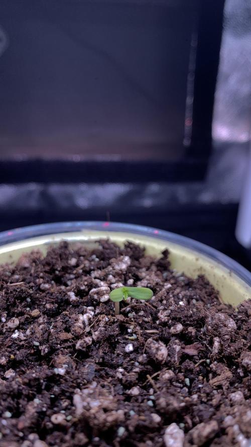 Canna-Cheese 1:1 microgrow. Week 1