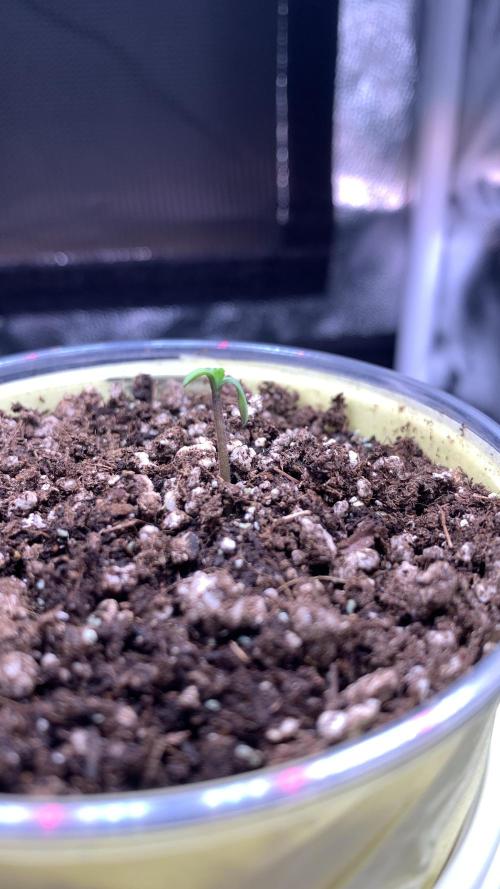 Canna-Cheese 1:1 microgrow. Week 1