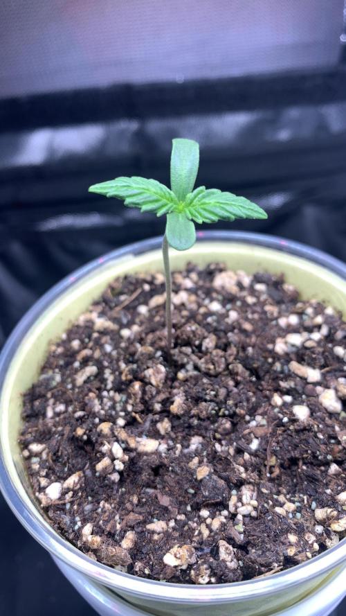 Canna-Cheese 1:1 microgrow. Week 1