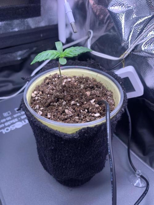Canna-Cheese 1:1 microgrow. Week 1 - cozy sock, isn´t it?