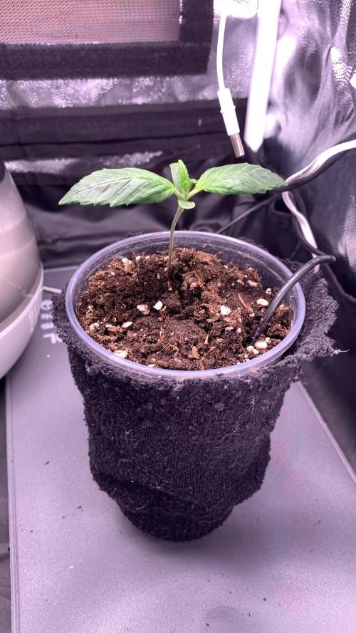 Canna-Cheese 1:1 microgrow. Week 2 - day 9