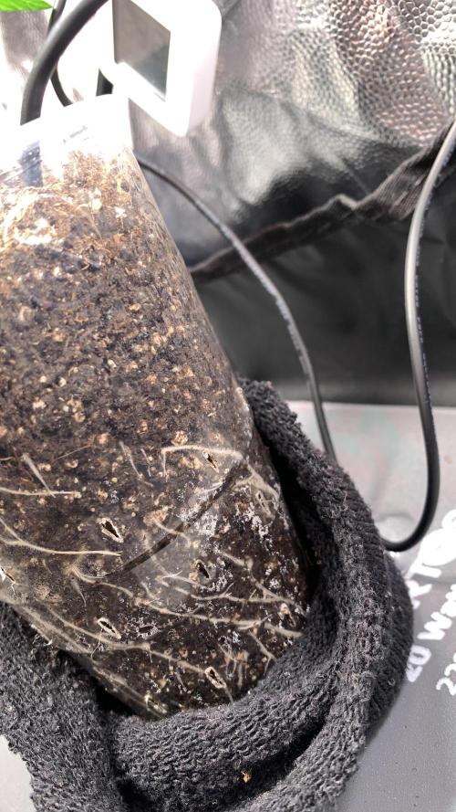 Canna-Cheese 1:1 microgrow. Week 2 - day 9: roots