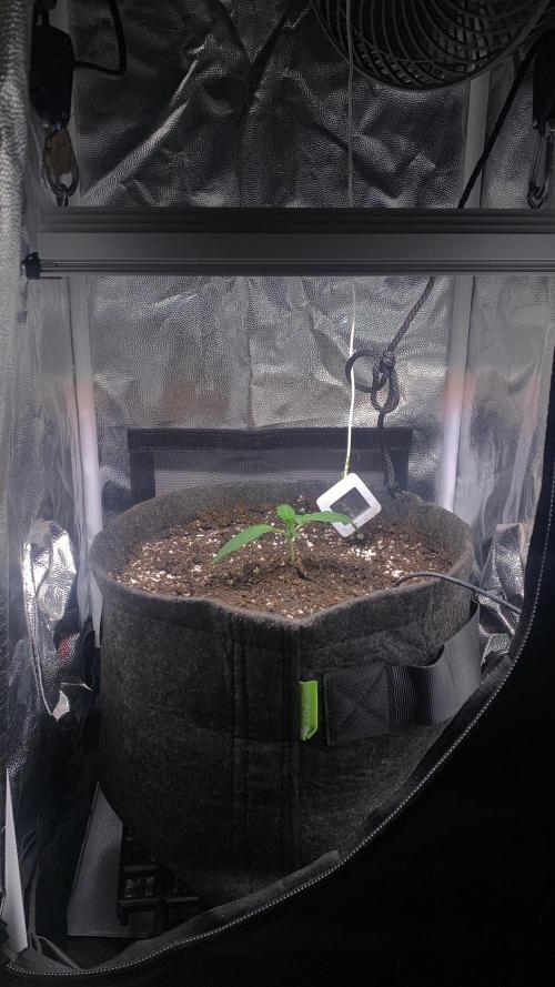 Canna-Cheese 1:1 microgrow. Week 2
