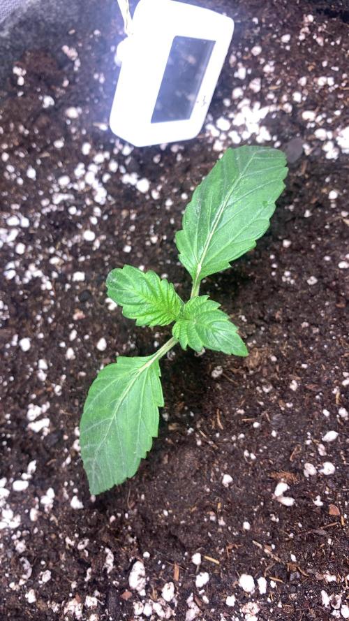 Canna-Cheese 1:1 microgrow. Week 2