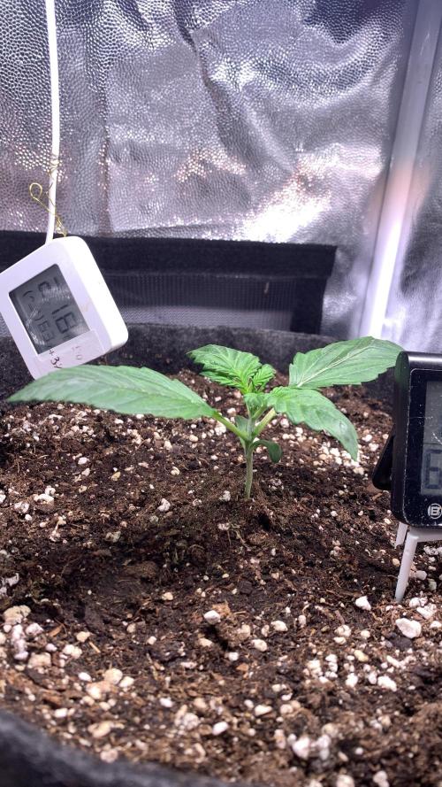 Canna-Cheese 1:1 microgrow. Week 2