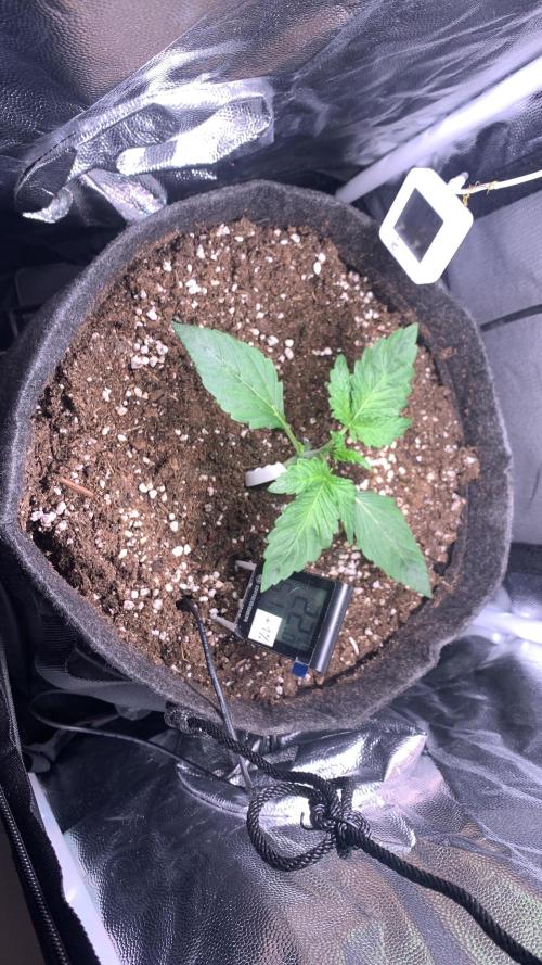 Canna-Cheese 1:1 microgrow. Week 2