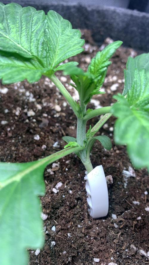 Canna-Cheese 1:1 microgrow. Week 2 - day 14