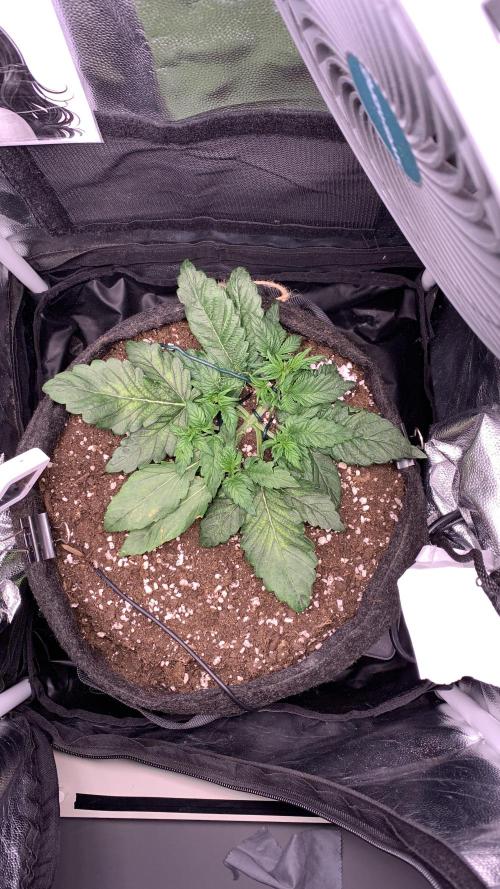 Canna-Cheese 1:1 microgrow. Week 3 - Day 21
