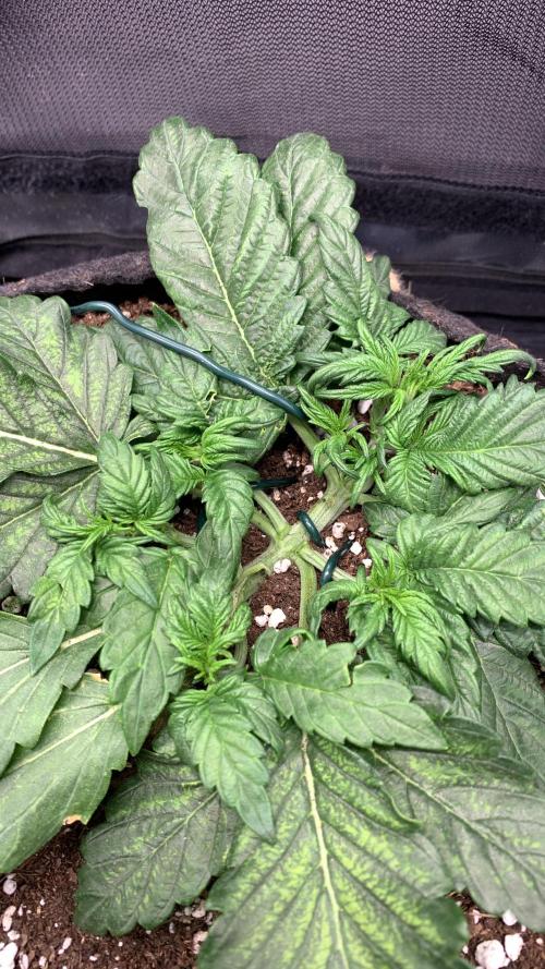 Canna-Cheese 1:1 microgrow. Week 3