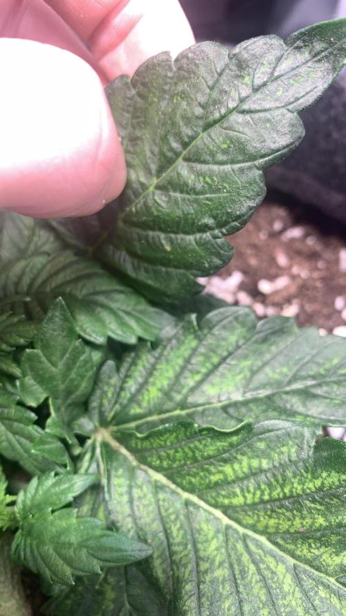 Canna-Cheese 1:1 microgrow. Week 3