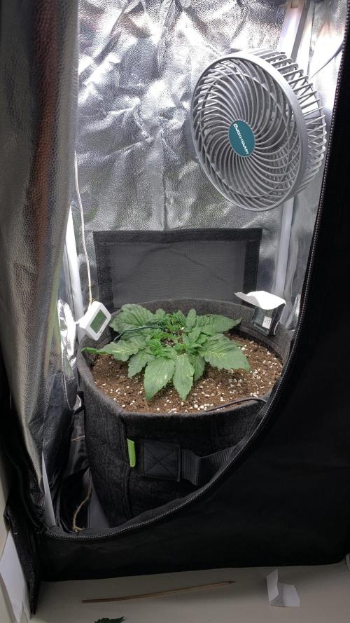 Canna-Cheese 1:1 microgrow. Week 3