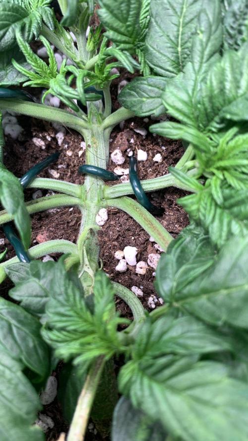 Canna-Cheese 1:1 microgrow. Week 3