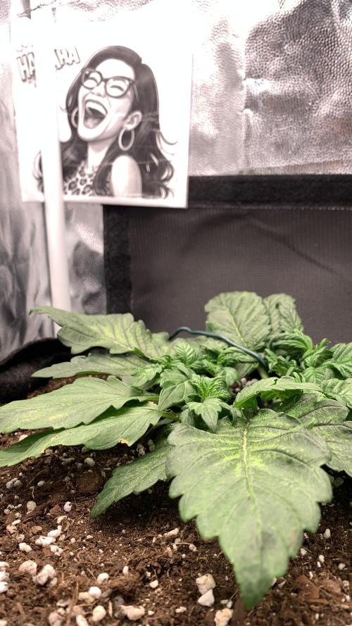 Canna-Cheese 1:1 microgrow. Week 3