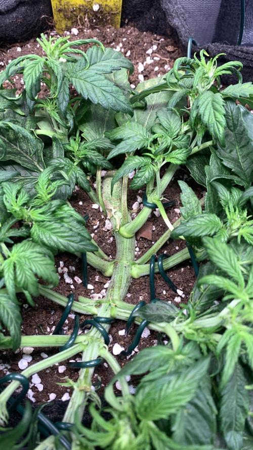 Canna-Cheese 1:1 microgrow. Week 4